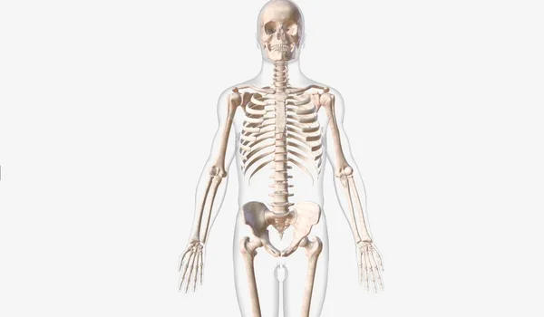 Made Several Bones Facilitate Movement Give Body Structure Support Rendering — Stock Photo, Image