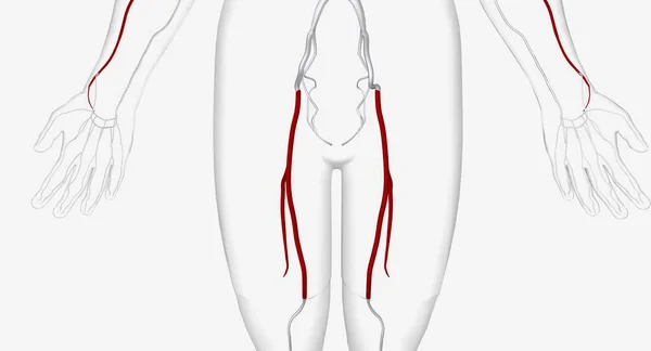 Arteria Femoral Una Arteria Grande Ingle Que Suministra Sangre Extremidad — Foto de Stock