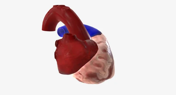 Kalp Göğüs Boşluğunun Ortasında Bulunan Kaslı Bir Organdır Görüntüleme — Stok fotoğraf