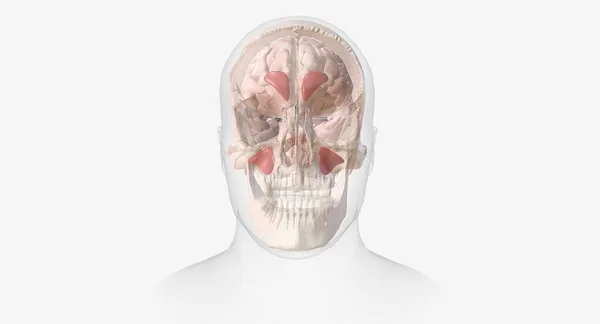 鼻窦头痛是一种头痛 其特征是前额 鼻子和脸颊周围隐隐作痛或疼痛 3D渲染 — 图库照片