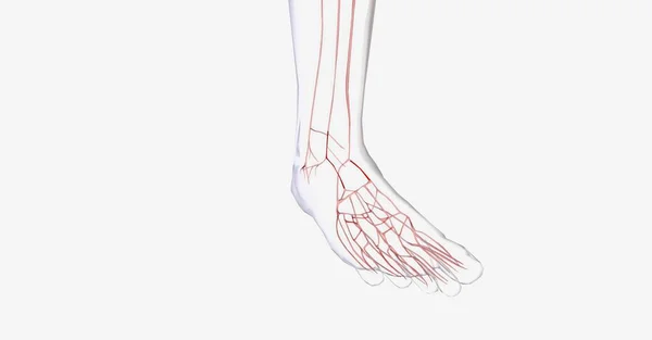 我脚上的血管系统3D渲染 — 图库照片