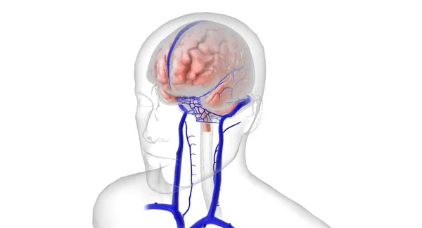 Мозг Защищен Тремя Слоями Ткани Называемыми Менингами Окружены Артериями Которые — стоковое фото