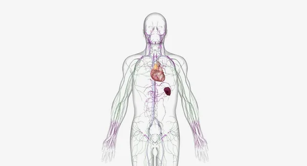 Lymphatic System Network Organs Tissues Vessels Nodes Filter Lymph Throughout — Stock Fotó