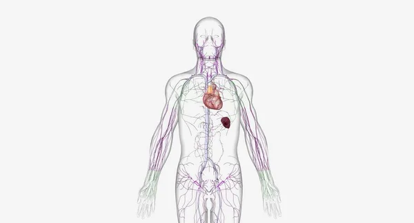 Lymphatic System Network Organs Tissues Vessels Nodes Filter Lymph Throughout — Stock Photo, Image