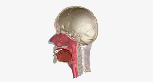 头部及颈部横断面3D渲染 — 图库照片