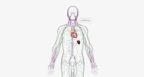 Lymphatic System Network Organs Tissues Vessels Nodes Filter Lymph Throughout — 图库照片