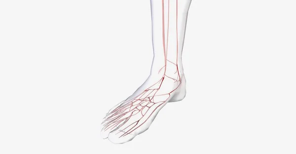 人間の足の血管系だ 3Dレンダリング — ストック写真