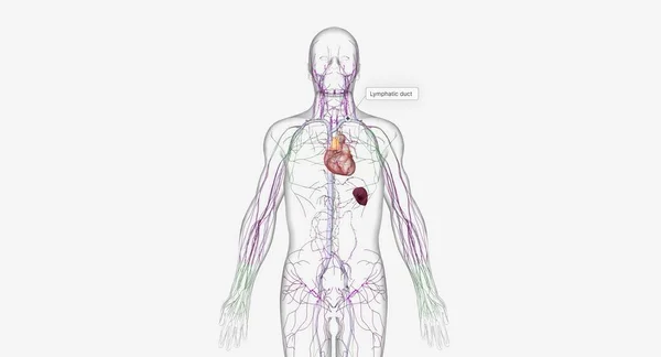Lymphatic System Network Organs Tissues Vessels Nodes Filter Lymph Throughout — Stock Fotó