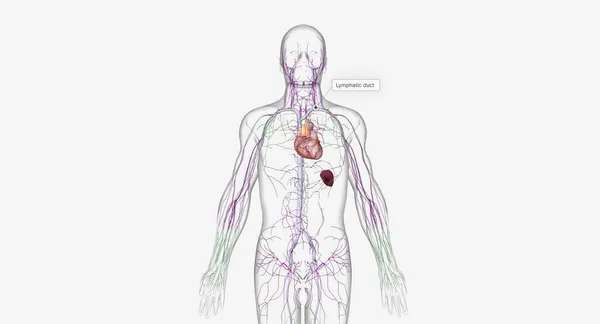 Lymphatic System Network Organs Tissues Vessels Nodes Filter Lymph Throughout — стоковое фото