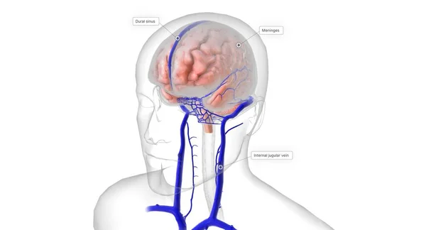 Mózg Jest Chroniony Przez Trzy Warstwy Tkanki Zwane Oponami Mózgowymi — Zdjęcie stockowe