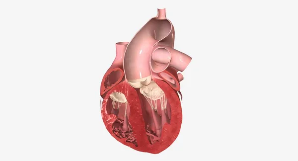Heart Coronal Cross Section Render — Stock Photo, Image