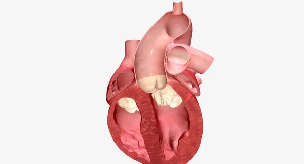 心臓の敗血症は 右室と左室 心臓の2つの下部室を分離する筋肉壁です 3Dレンダリング — ストック写真