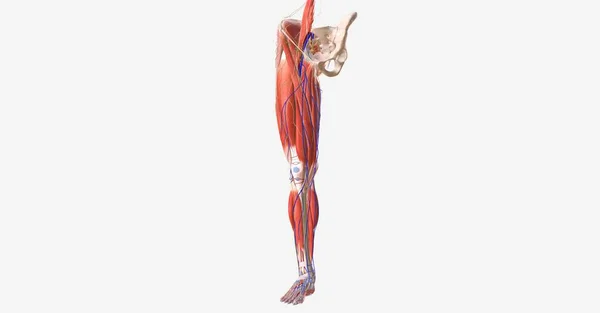 下肢是对称的 附属物结构 连接到髋关节骨盆上 3D渲染 — 图库照片