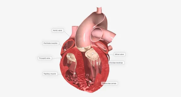 Corazón Coronal Sección Transversal Render — Foto de Stock