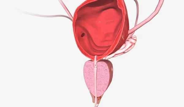 下部尿路は尿を貯蔵放出する臓器で構成されています 3Dレンダリング — ストック写真