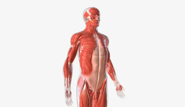 Ruch Mięśni Szkieletowych Jest Kontrolowany Dobrowolnie Umożliwiając Dyskretne Ruchy Takie — Zdjęcie stockowe