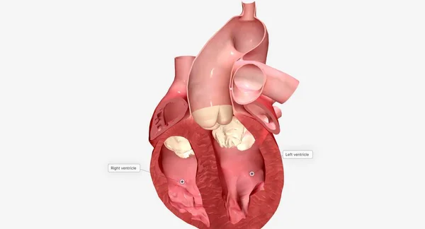 Kalbin Septumu Sağ Karıncığı Sol Karıncıktan Ayıran Kas Duvarıdır Kalbin — Stok fotoğraf