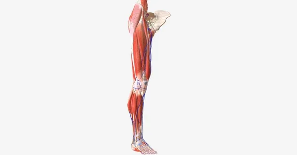 下肢是对称的 附属物结构 连接到髋关节骨盆上 3D渲染 — 图库照片