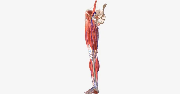 下の手足は左右対称の付属構造で 股関節の骨盤に取り付けられています 3Dレンダリング — ストック写真