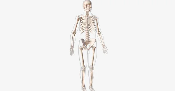 Kemikler Hayati Organları Korur Destekler Vücudun Hareket Etmesine Yardımcı Olmak — Stok fotoğraf