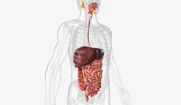 Sistema Digestivo Conjunto Órgãos Glândulas Que São Responsáveis Pela Digestão — Fotografia de Stock