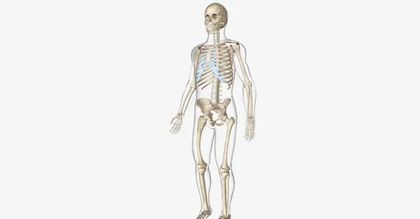 Pagetの骨疾患 Pdb 異常な骨の成長を特徴とする骨格障害である 3Dレンダリング — ストック写真