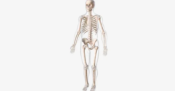Bones Protect Support Vital Organs Work Muscles Help Body Move — Stock Photo, Image