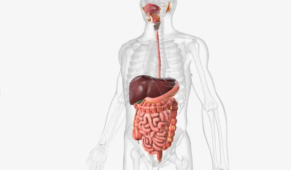 Digestive System Set Organs Glands Charge Digesting Food Absorbing Its — Stock Photo, Image