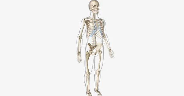 Paget Disease Bone Pdb 是一种以骨骼生长异常为特征的骨骼疾病 3D渲染 — 图库照片