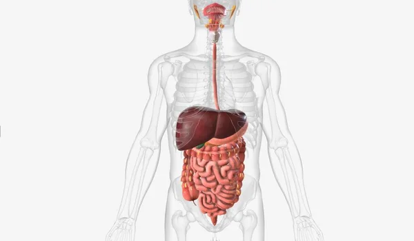 Sistema Digestivo Conjunto Órganos Glándulas Que Encargan Digerir Los Alimentos — Foto de Stock