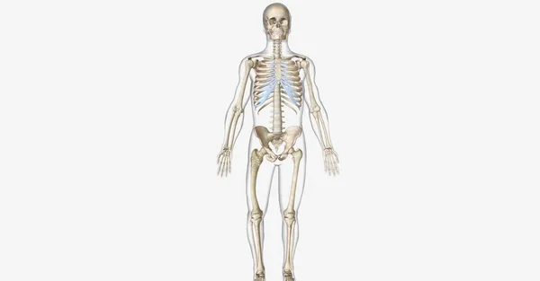 Paget Disease Bone Pdb 是一种以骨骼生长异常为特征的骨骼疾病 3D渲染 — 图库照片