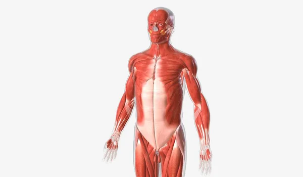 Movement Skeletal Muscles Controlled Voluntarily Enabling Discrete Movements Facial Expression — Stock Photo, Image