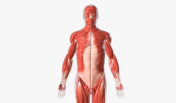 Ruch Mięśni Szkieletowych Jest Kontrolowany Dobrowolnie Umożliwiając Dyskretne Ruchy Takie — Zdjęcie stockowe