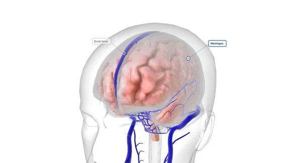 Мозг Защищен Тремя Слоями Ткани Называемыми Менингами Окружены Артериями Которые — стоковое фото