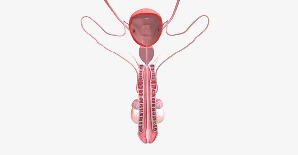 位于盆腔区域 男性生殖系统包括负责性生殖和雄激素 性激素 产生的器官和结构 3D渲染 — 图库照片