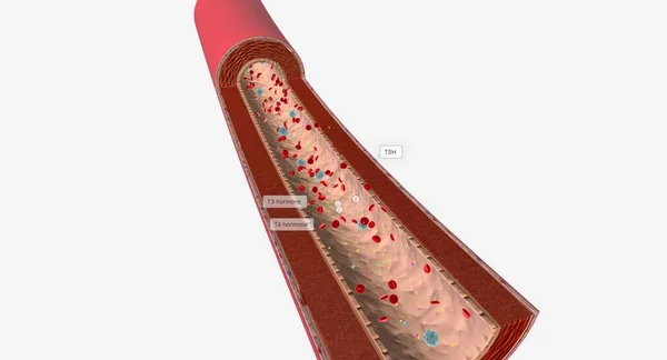 血流三维渲染中的超机械 甲状腺激素水平 — 图库照片