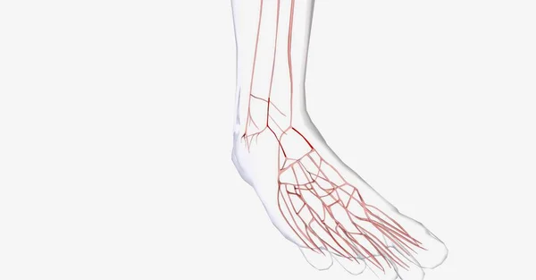 Αγγειακό Σύστημα Στο Ανθρώπινο Πόδι Μου Απόδοση — Φωτογραφία Αρχείου