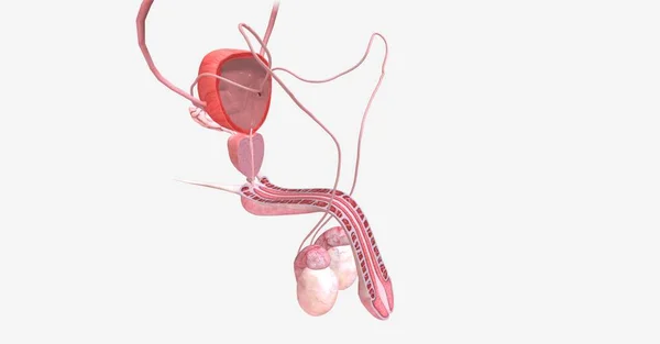 位于盆腔区域 男性生殖系统包括负责性生殖和雄激素 性激素 产生的器官和结构 3D渲染 — 图库照片