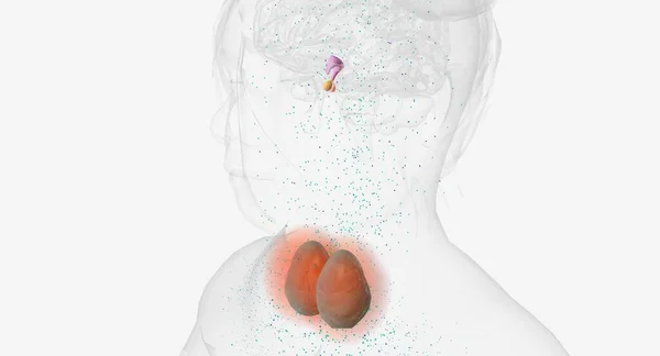 甲状腺激素低甲状腺生成3D绘制技术的研究 — 图库照片