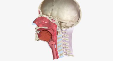 Head and Neck Cross Section 3D rendering