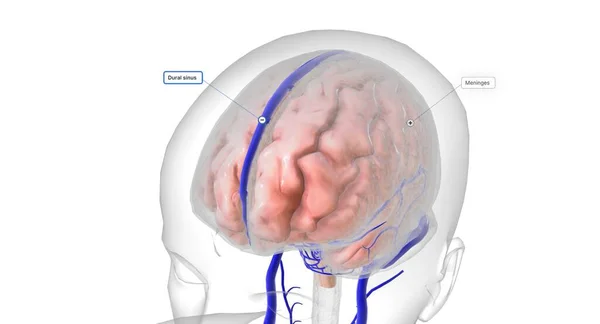 Cervello Protetto Tre Strati Tessuto Chiamati Meningi Sono Circondati Arterie — Foto Stock