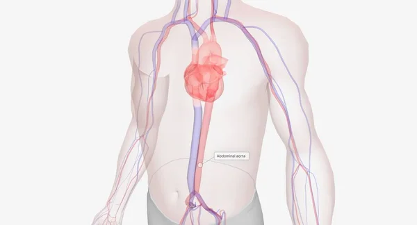 Sangue Viaja Através Dele Coração Para Suprir Parte Inferior Corpo — Fotografia de Stock