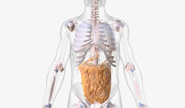 Bağlayıcı Doku Sistemi Insan Vücudunu Bağlayan Destekleyen Bağlar Kıkırdak Bursa — Stok fotoğraf