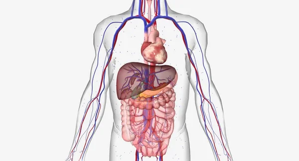 低血糖或低血糖是一种以血液中葡萄糖水平降低为特征的疾病 3D渲染 — 图库照片