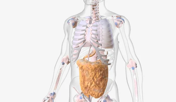 结缔组织系统包含连接和支持人体的结构 如韧带 软骨和囊 3D渲染 — 图库照片