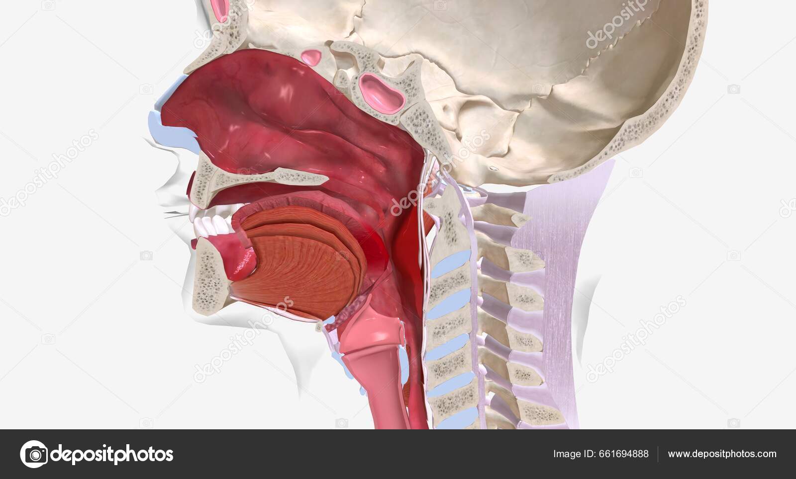 Laboratorio 1: Anatomía de la Nariz y Aparato Digestivo - Studocu, image size:1600x964
