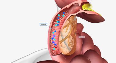 Onikiparmak bağırsağı işlemesindeki B12 ve içsel faktör