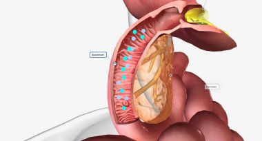 Onikiparmak bağırsağı işlemesindeki B12 ve içsel faktör