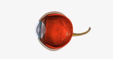 Retina, iç gözün arkasındaki ışık görüntülerini sinir sinyallerine dönüştüren ve beyne gönderen doku katmanıdır. 3B görüntüleme