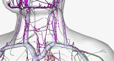 The lymphatic system is a network of organs, tissues, vessels and nodes that filter the lymph throughout the body. 3D rendering